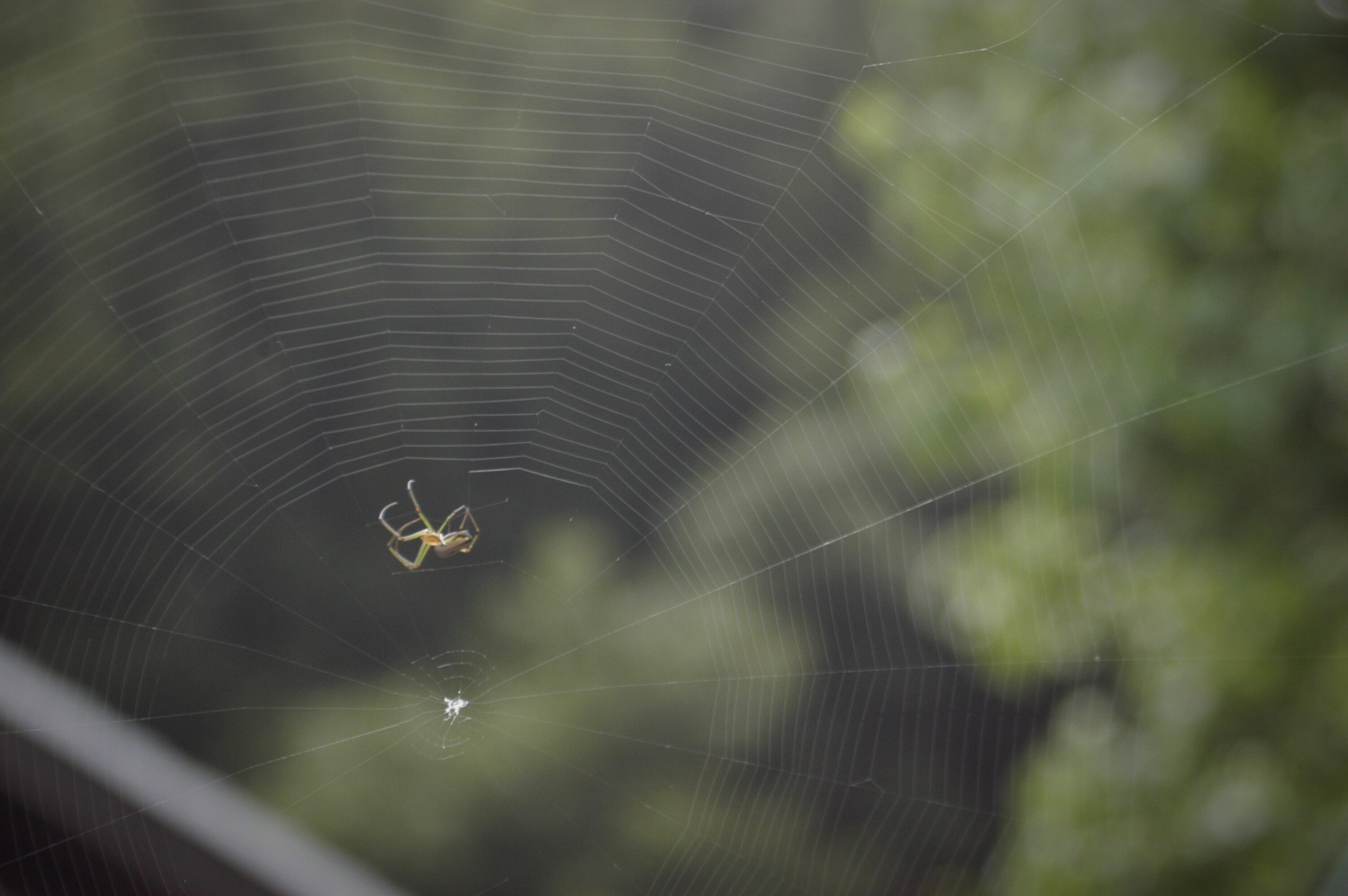 أوهن البيوت: تحليل علمي ومفاهيمي لآية 41 من سورة العنكبوت