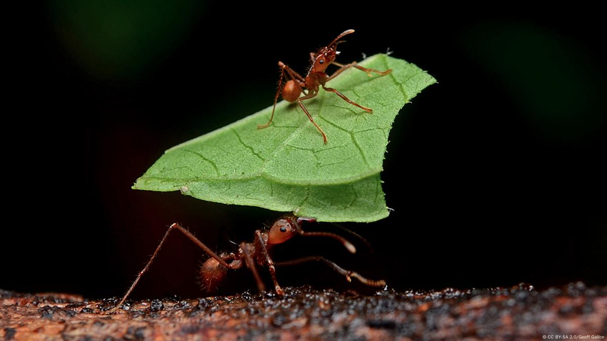 Acoustic Communication Methods in Ants