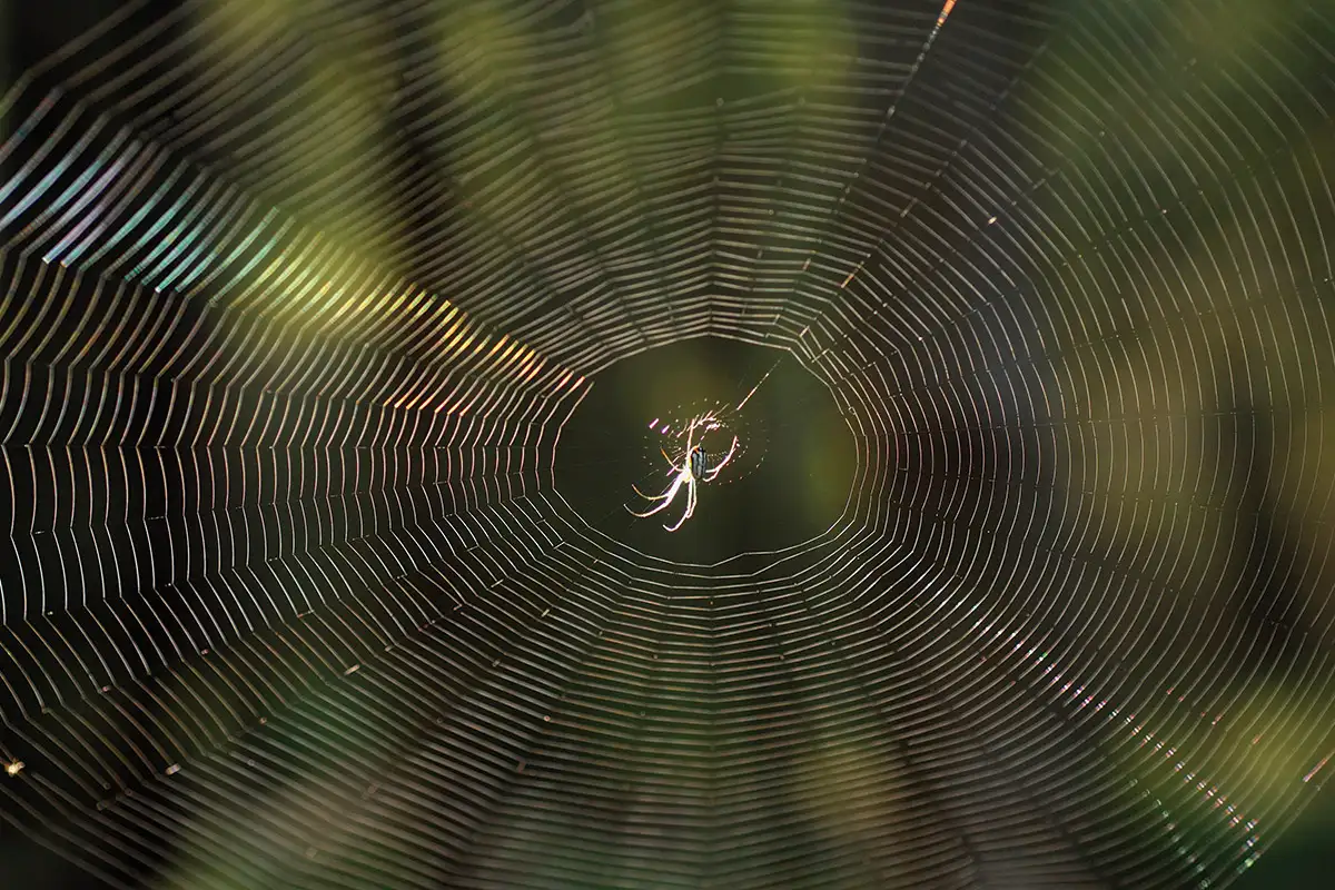 Research Call for Scientific Study and Analysis of the Spider’s Web Inspired by Verse 41 of Surah Al-Ankabut