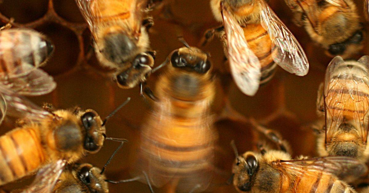The Honeybee: Cognition, Perception, and Sensing