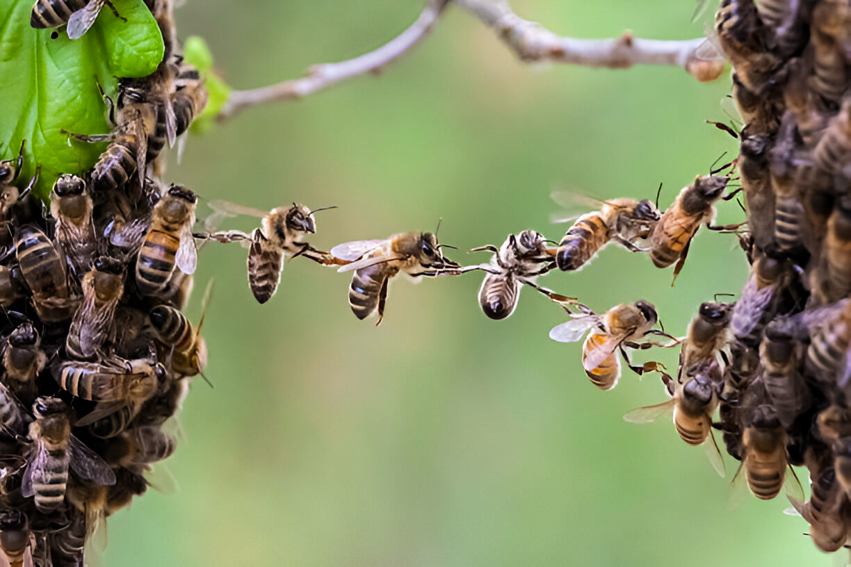 Divine Revelation to Honeybees: Cognition, Guidance, and Cognitive Flexibility in Light of Quranic Verses