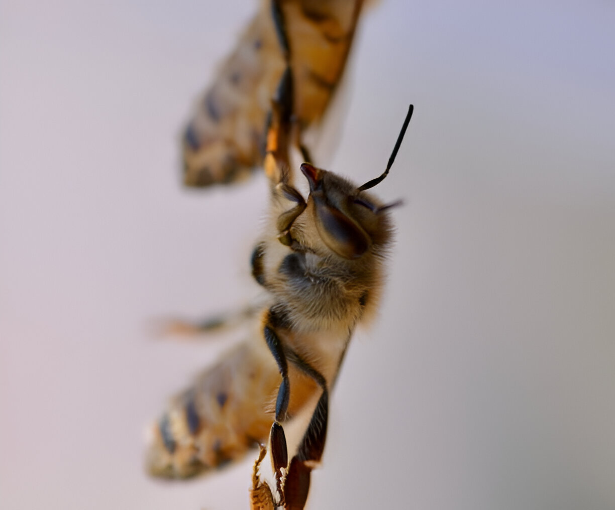 Research Call: Cognition, Guidance, and Cognitive Flexibility in Honeybees Inspired by Verses 68-69 of Surah An-Nahl